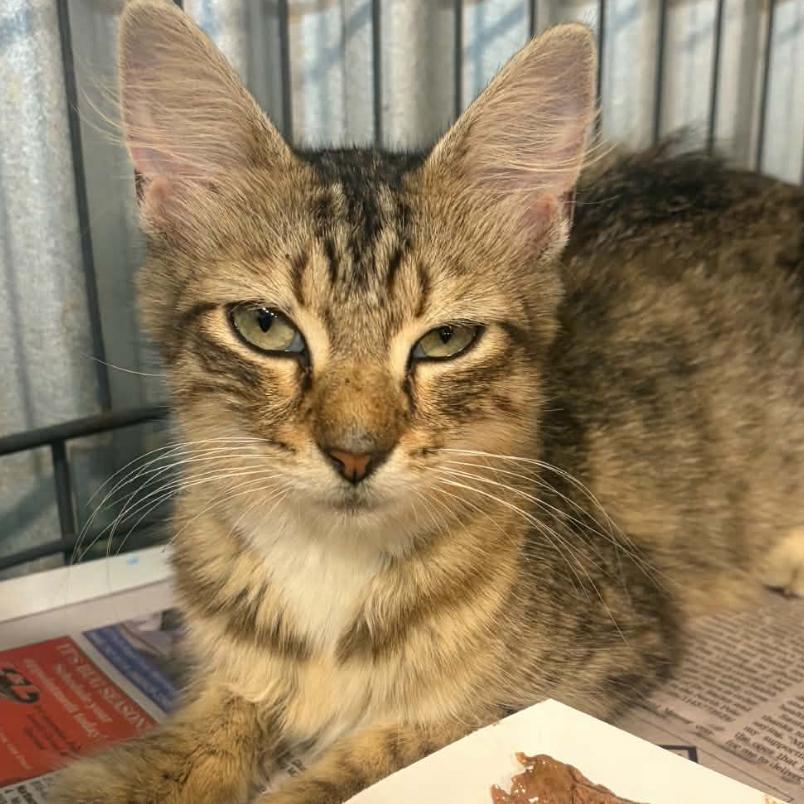 Juniper, Adoptable, Adult Female Domestic Short Hair.