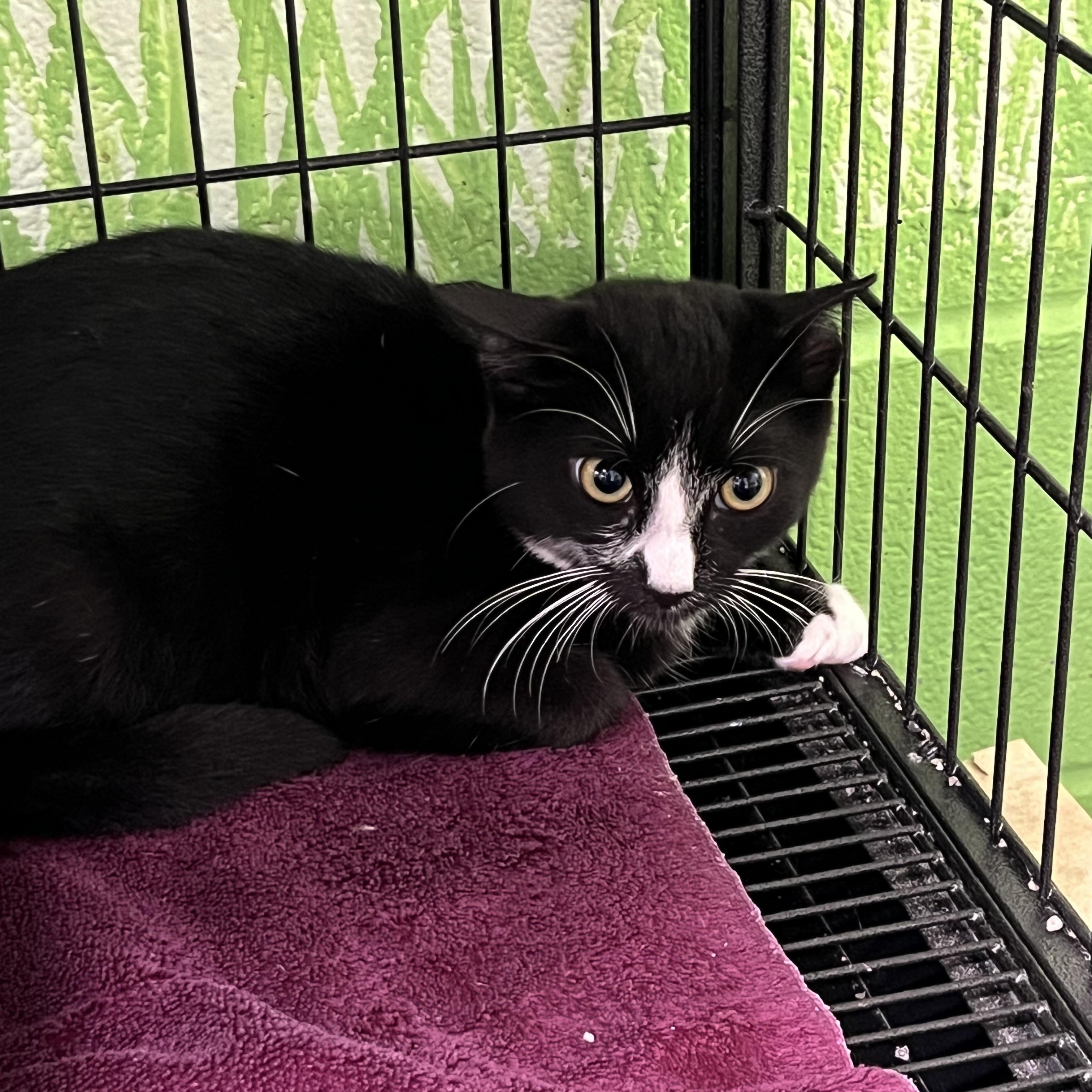 Popper, Adoptable, Young Female Tabby.