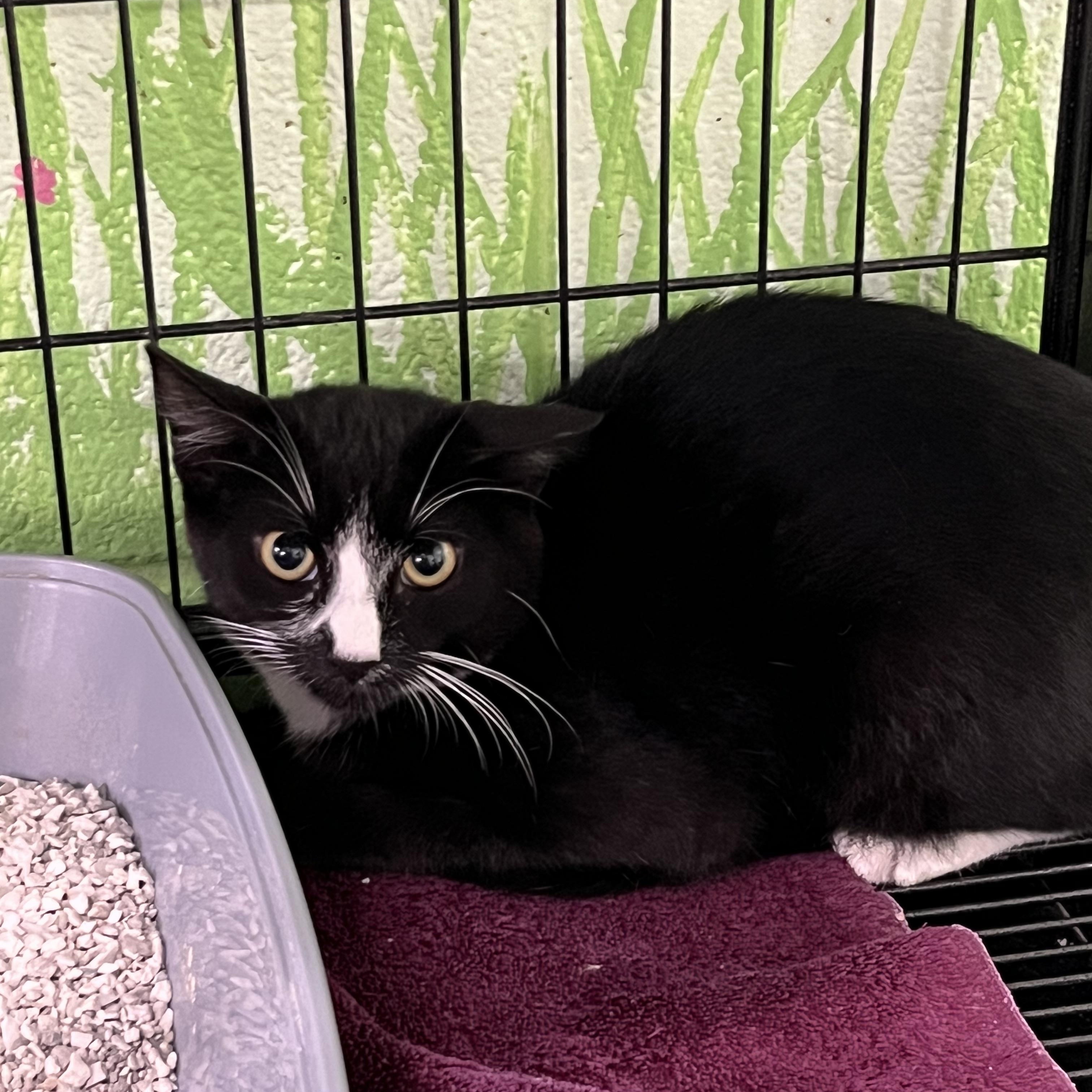 Enlarge Popper, a Adoptable Tabby in Pompton Plains, NJ image 2/2