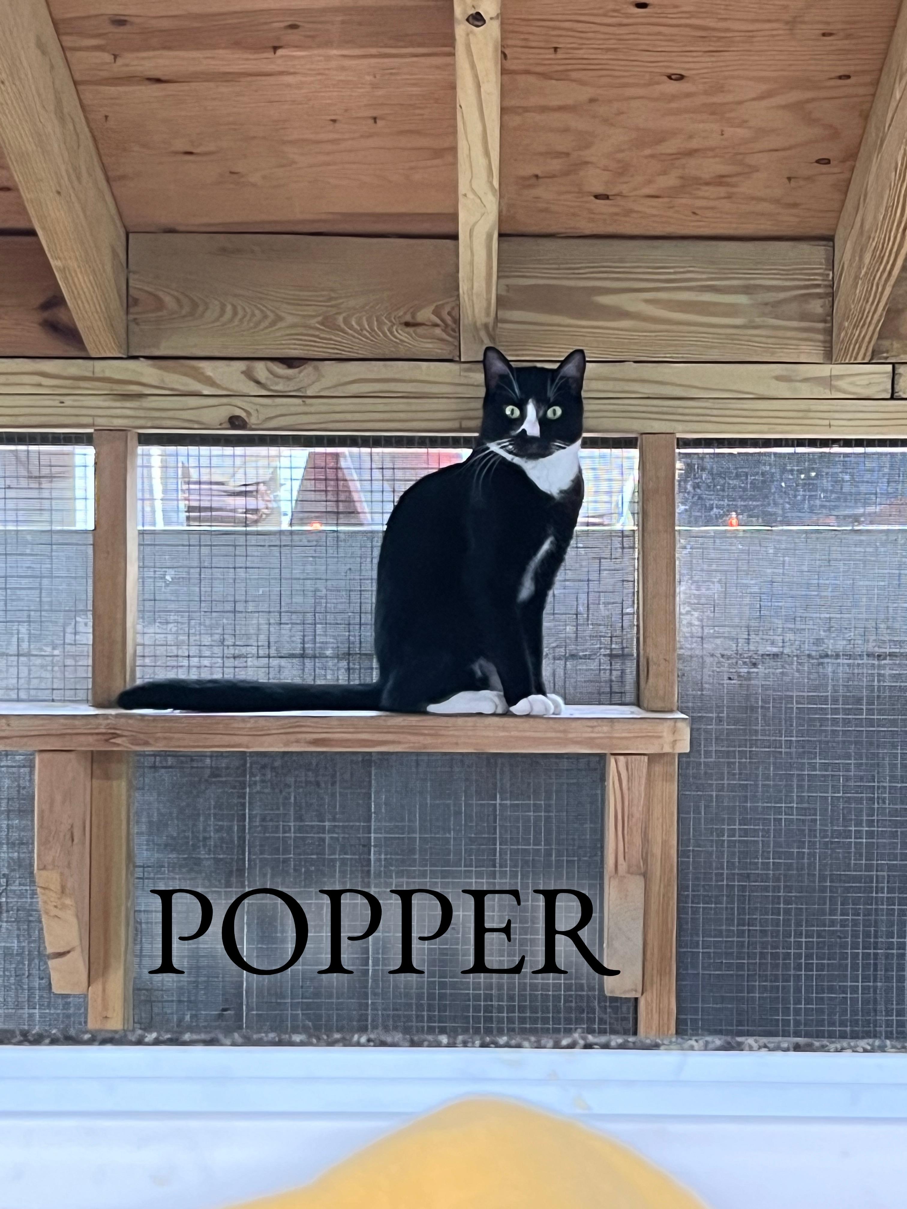 Popper, Adoptable, Young Female Tabby.