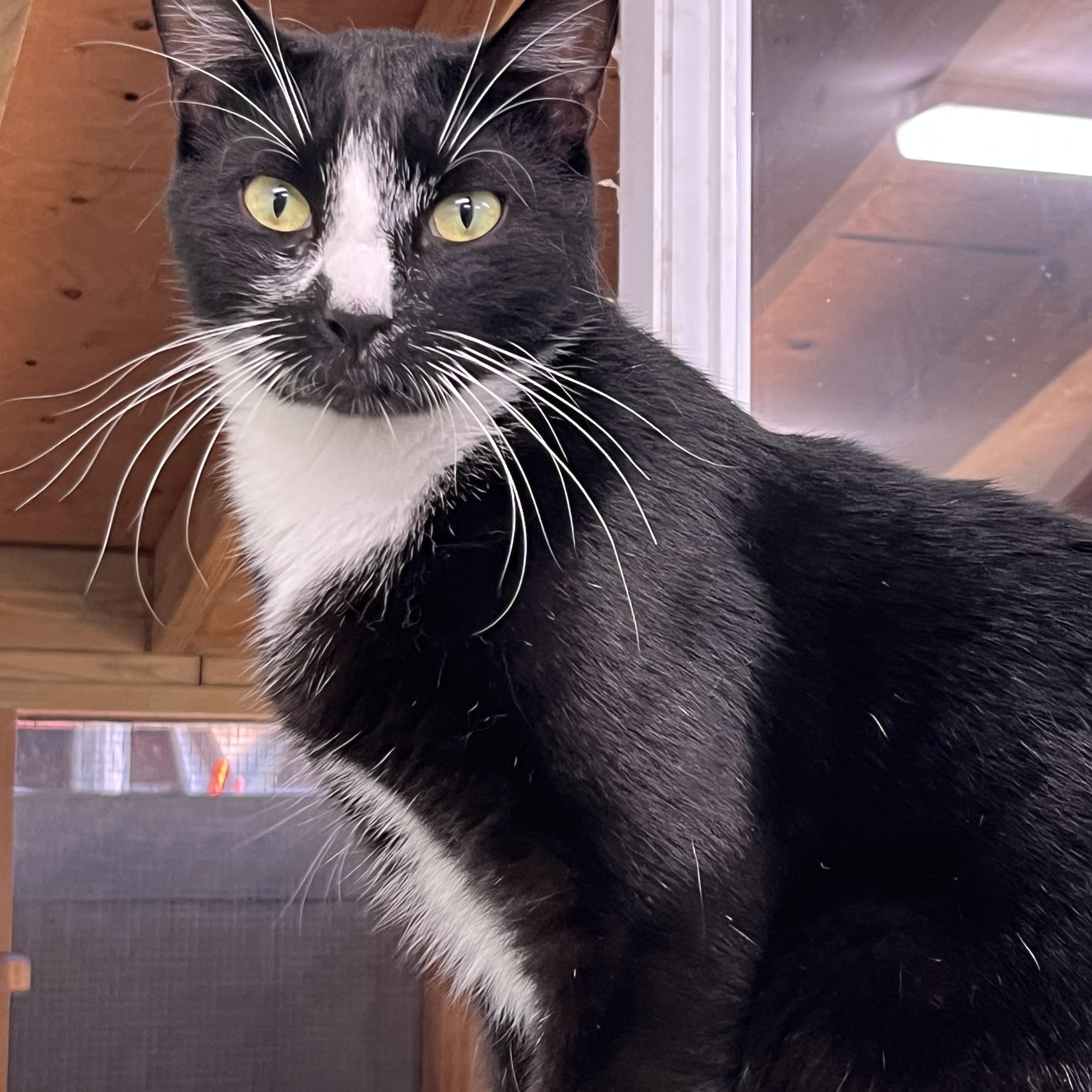 Popper, a Adoptable Tabby in Pompton Plains, NJ image 2/2