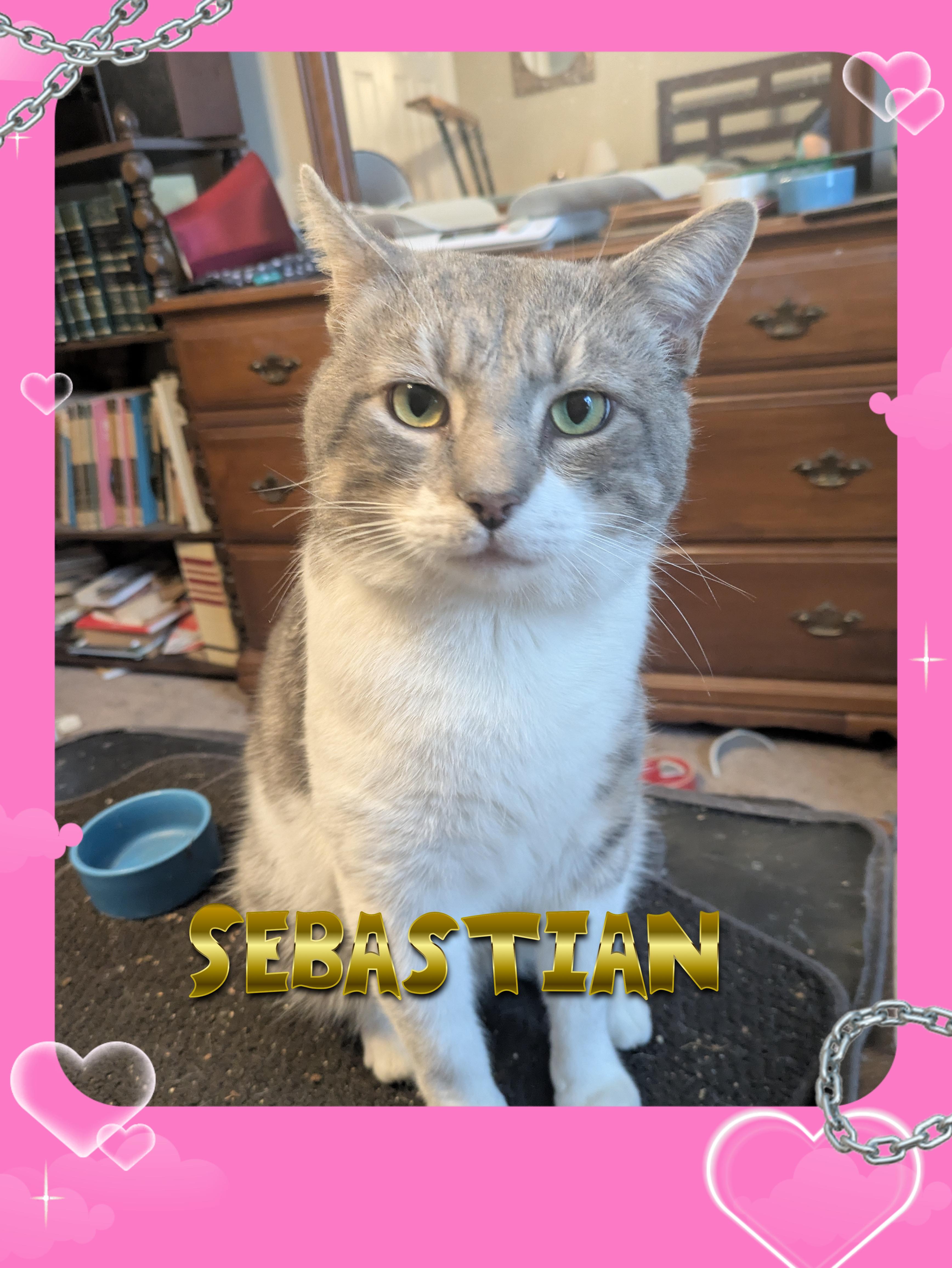 Enlarge Sebastian, an adopted Domestic Short Hair in Great Mills, MD image 1/1