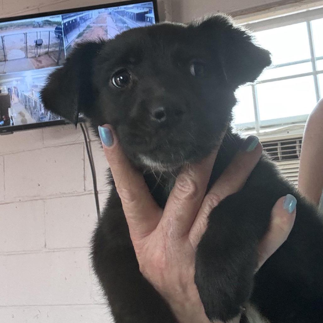 Enlarge Woofy Goldberg, a Adoptable mixed breed in Oxford, ME image 1/1
