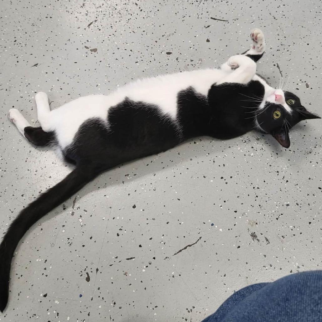 Spike, Adoptable, Adult Male Domestic Short Hair.