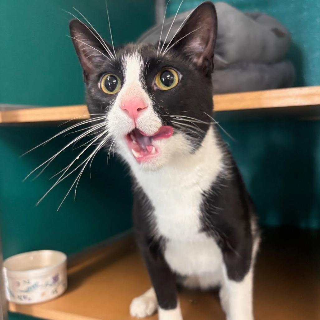 Enlarge Spike, a Adoptable Domestic Short Hair in Belleville, IL image 2/4