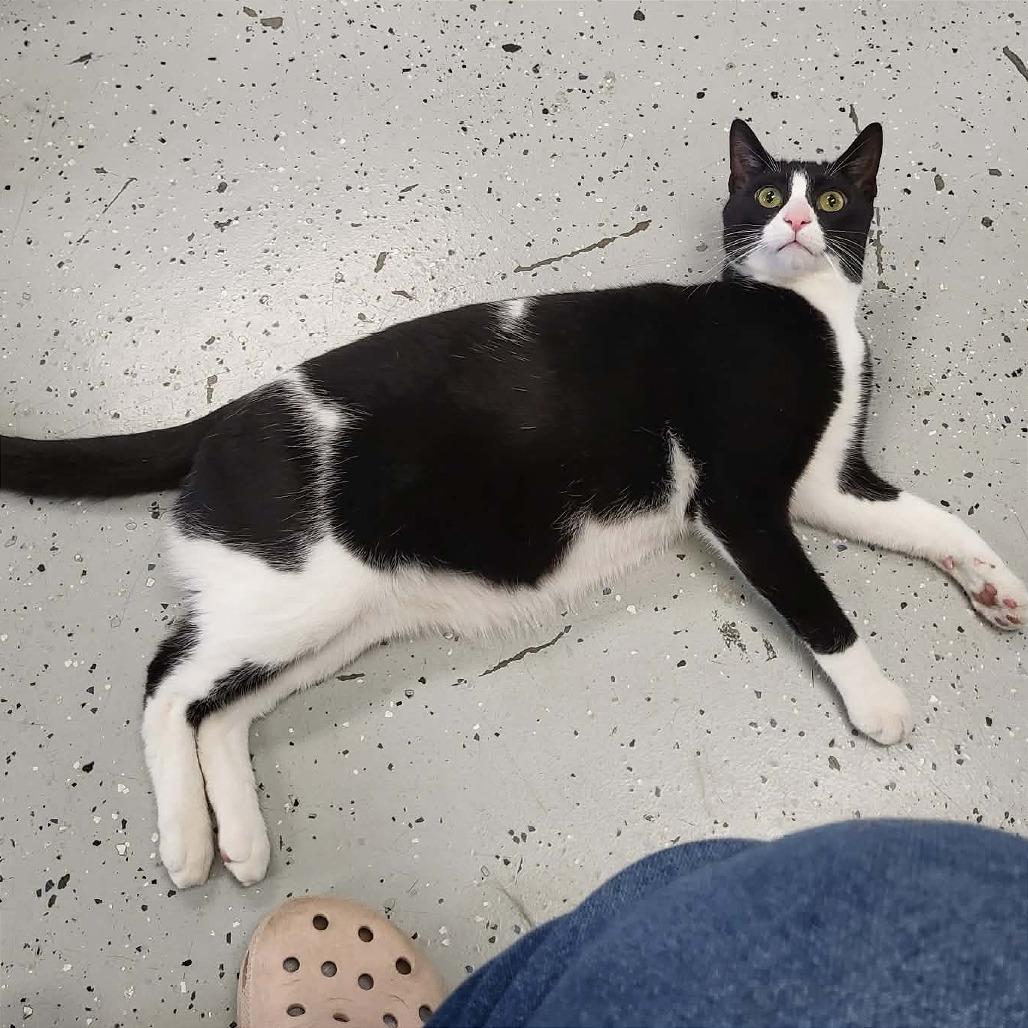 Enlarge Spike, a Adoptable Domestic Short Hair in Belleville, IL image 3/4