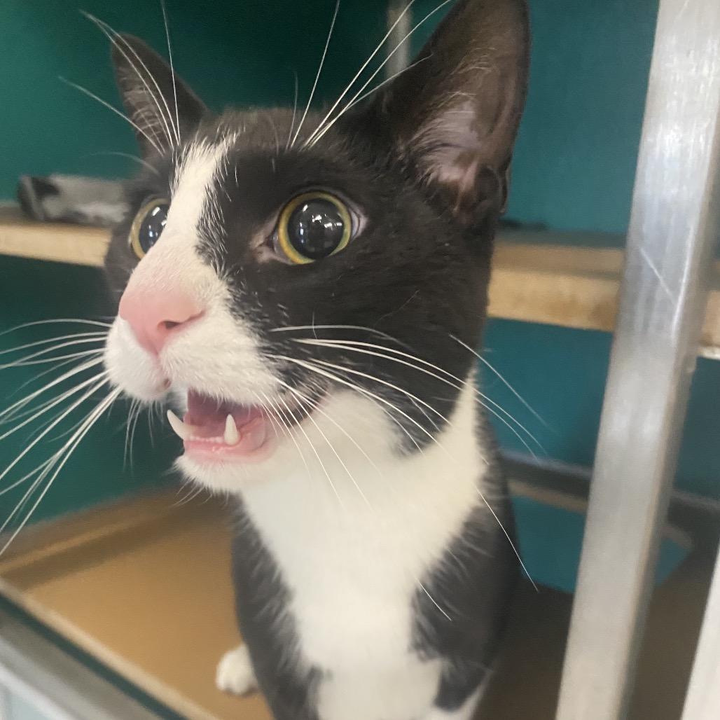 Enlarge Spike, a Adoptable Domestic Short Hair in Belleville, IL image 4/4