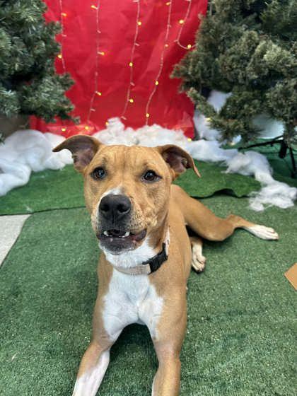 Enlarge Pip-Squeak, a Adoptable mixed breed in Valley View, OH image 1/3