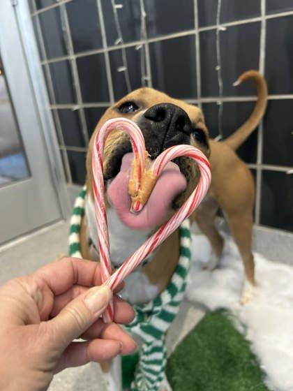 Enlarge Pip-Squeak, a Adoptable mixed breed in Valley View, OH image 2/3