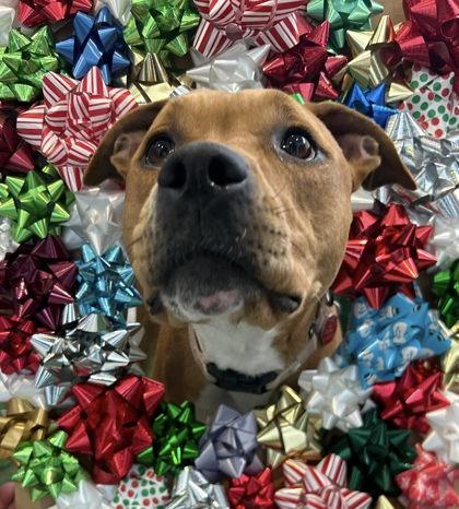 Enlarge Pip-Squeak, a Adoptable mixed breed in Valley View, OH image 3/3