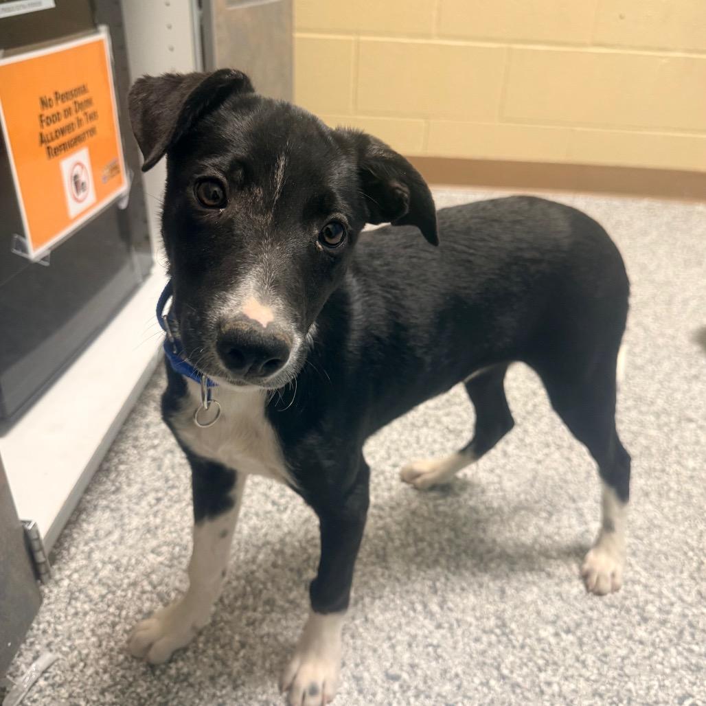Enlarge Skedaddle, a Adoptable Border Collie in Cheyenne, WY image 1/2