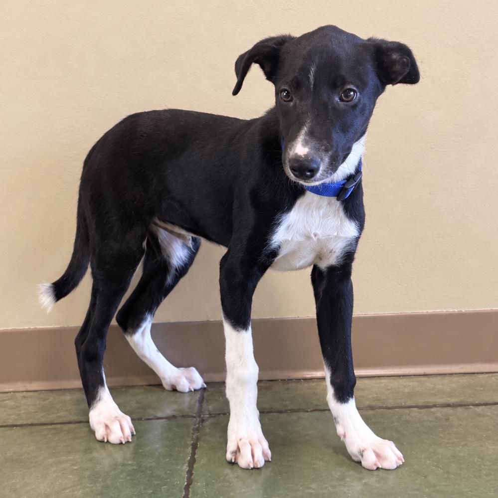 Enlarge Skedaddle, a Adoptable Border Collie in Cheyenne, WY image 2/2
