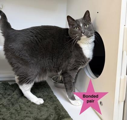 Ash, ADOPTABLE, Senior Male Domestic Short Hair.