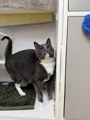 Ash, a ADOPTABLE Domestic Short Hair in Traverse City, MI image 3/3