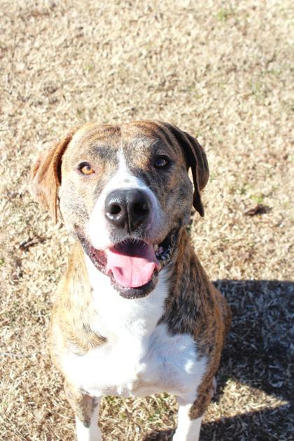 Cotton, Adoptable, Adult Male Mixed Breed & Mixed Breed.
