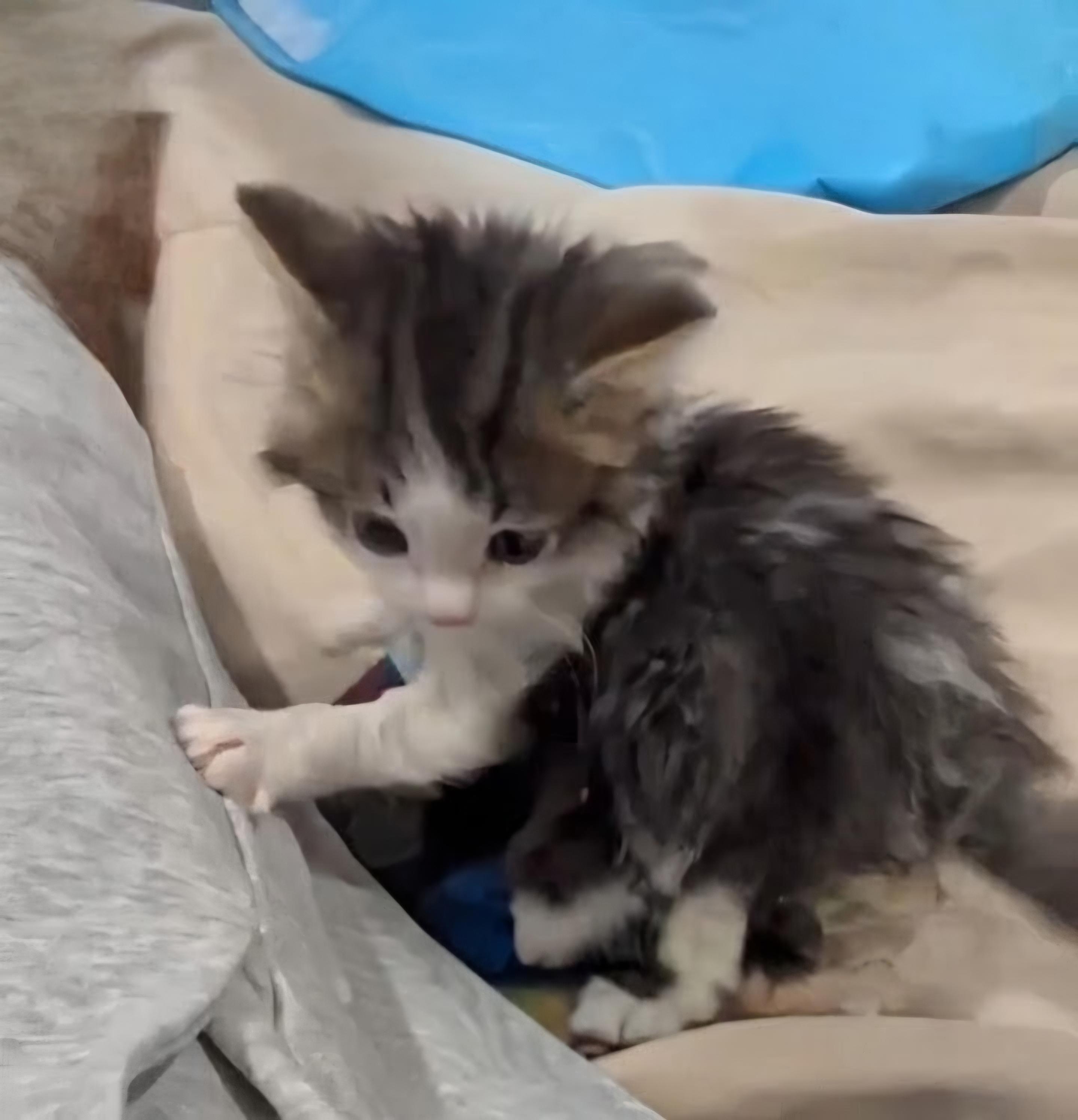 Hutch, Adopted, Kitten Male Domestic Short Hair.