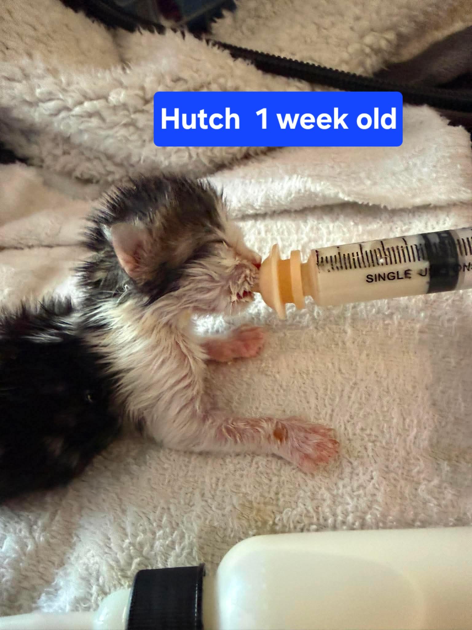 Enlarge Hutch, a Adopted mixed breed in Denver , CO image 5/5