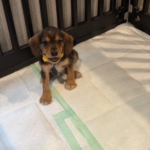 Phoenix, Adoptable, Puppy Female Beagle & Schnauzer.