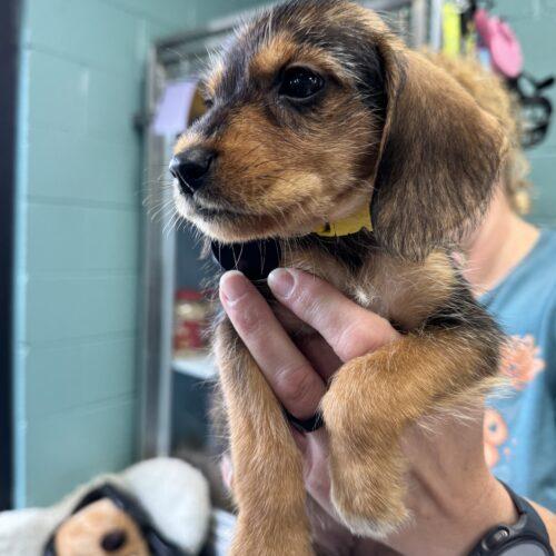 Enlarge Phoenix, a Adoptable mixed breed in Christiansburg, VA image 2/5