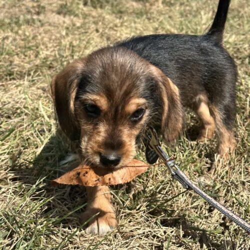Enlarge Phoenix, a Adoptable mixed breed in Christiansburg, VA image 3/5