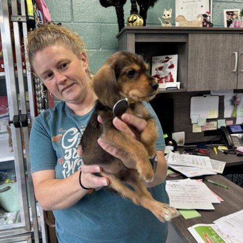 Enlarge Phoenix, a Adoptable mixed breed in Christiansburg, VA image 5/5