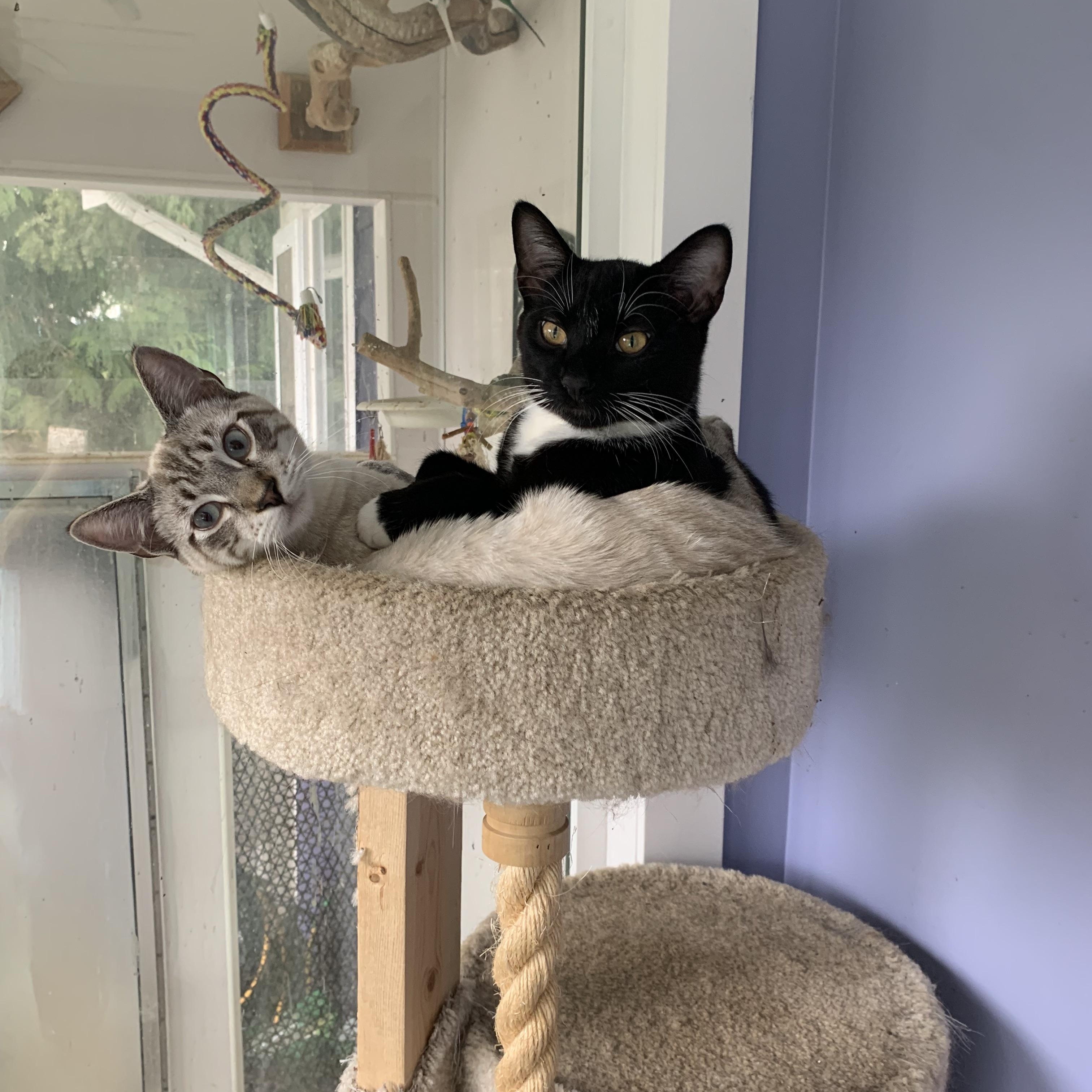 Simon, ADOPTABLE, Kitten Male Siamese.