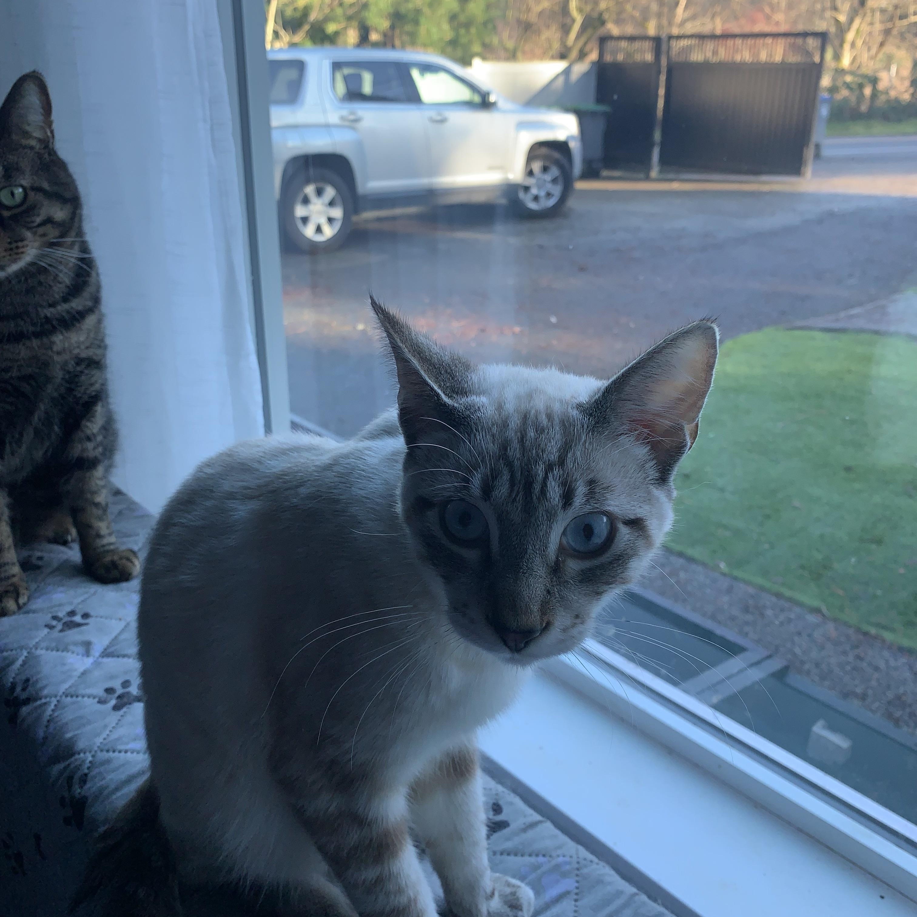 Enlarge Simon, a ADOPTABLE mixed breed in Surrey, BC image 2/4