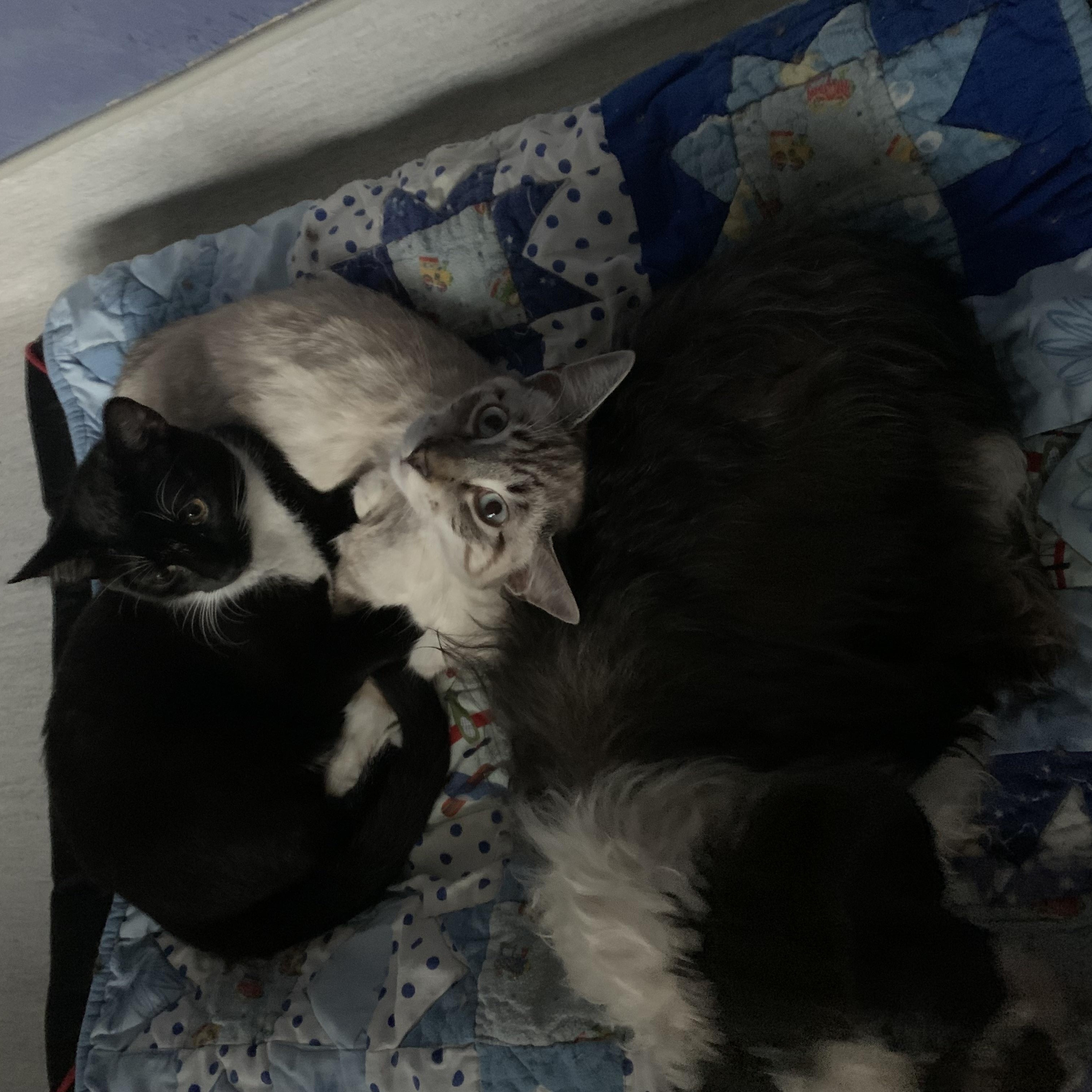 Enlarge Simon, a ADOPTABLE mixed breed in Surrey, BC image 3/4