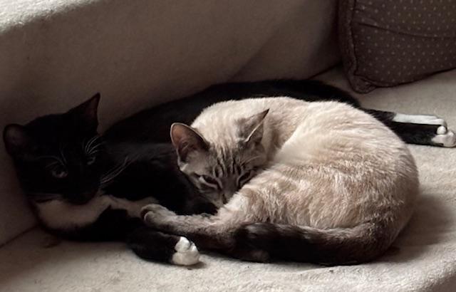 Enlarge Simon, a ADOPTABLE mixed breed in Surrey, BC image 4/4