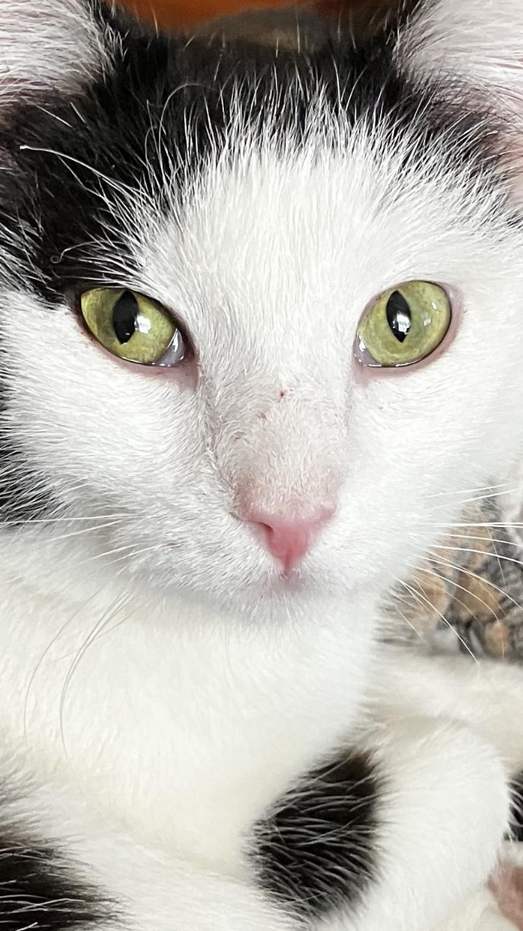 Lydia, a Adopted Domestic Short Hair in Manhattan , KS image 6/6