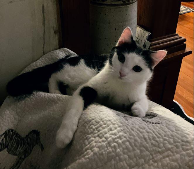 Lydia, a Adopted Domestic Short Hair in Manhattan , KS image 4/6