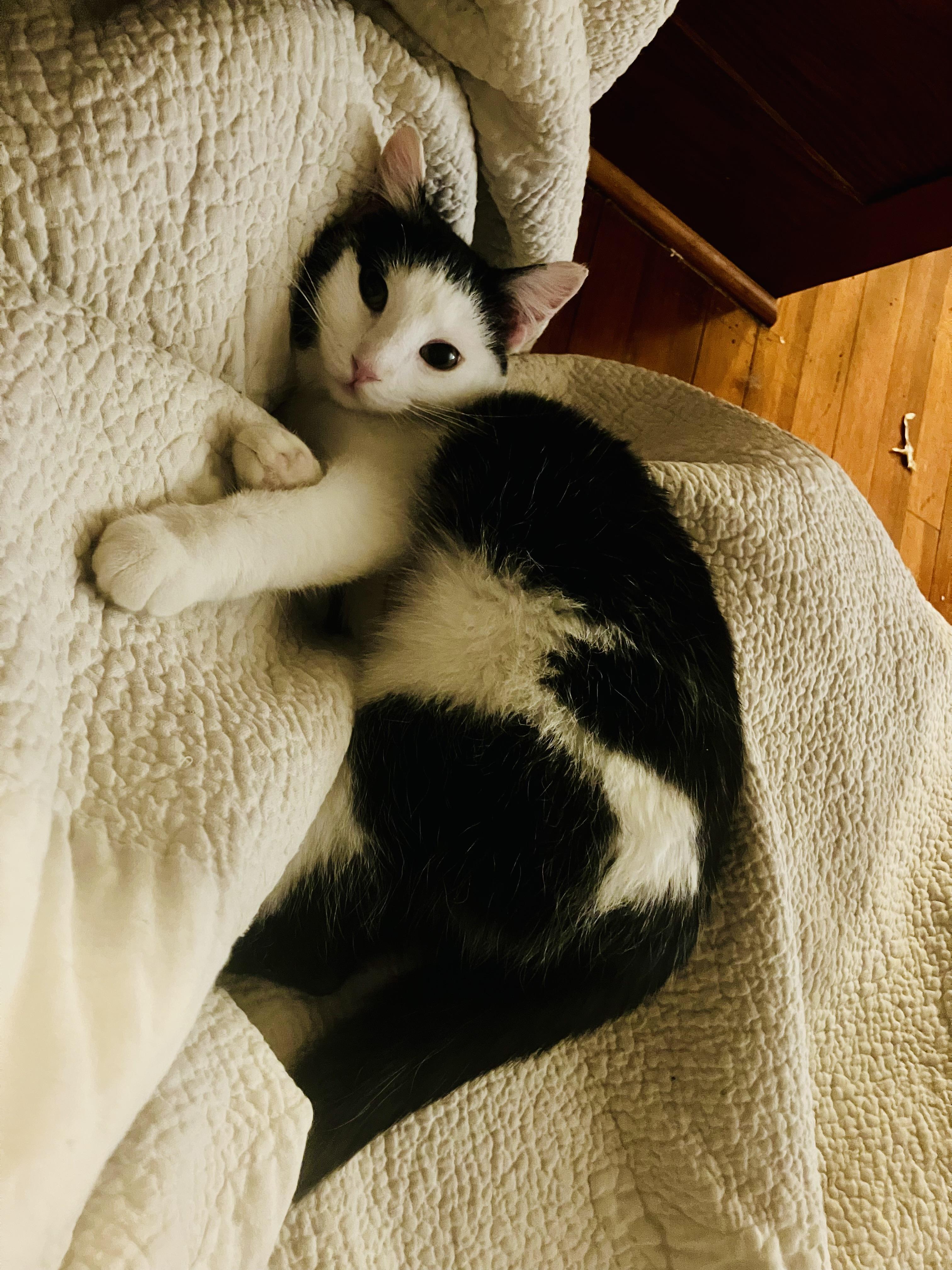 Lydia, a Adopted Domestic Short Hair in Manhattan , KS image 3/6