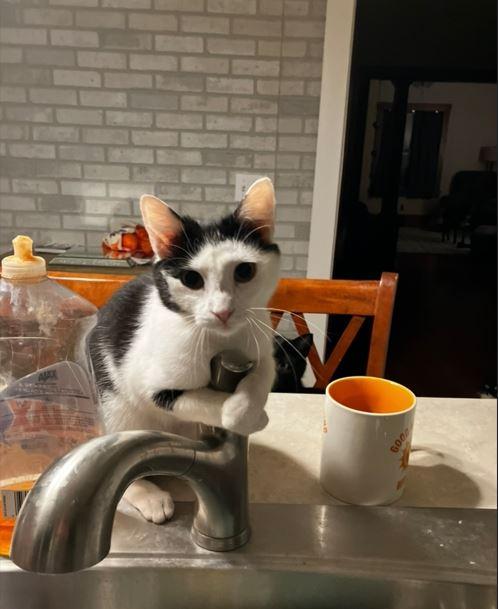 Lydia, a Adopted Domestic Short Hair in Manhattan , KS image 5/6