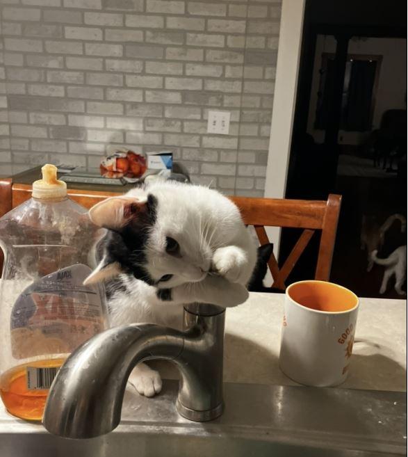 Lydia, a Adopted Domestic Short Hair in Manhattan , KS image 1/6