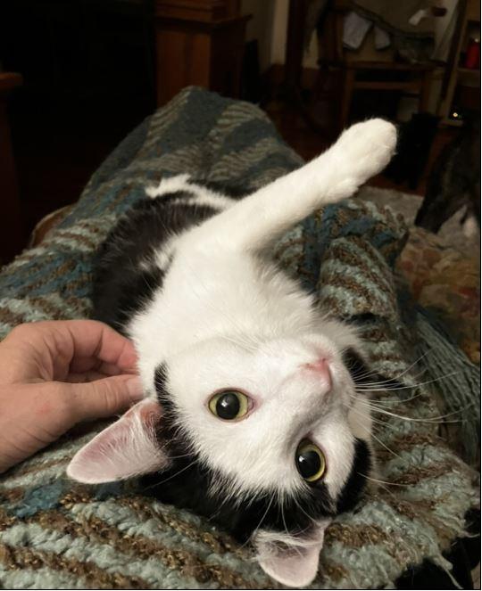 Lydia, a Adopted Domestic Short Hair in Manhattan , KS image 2/6