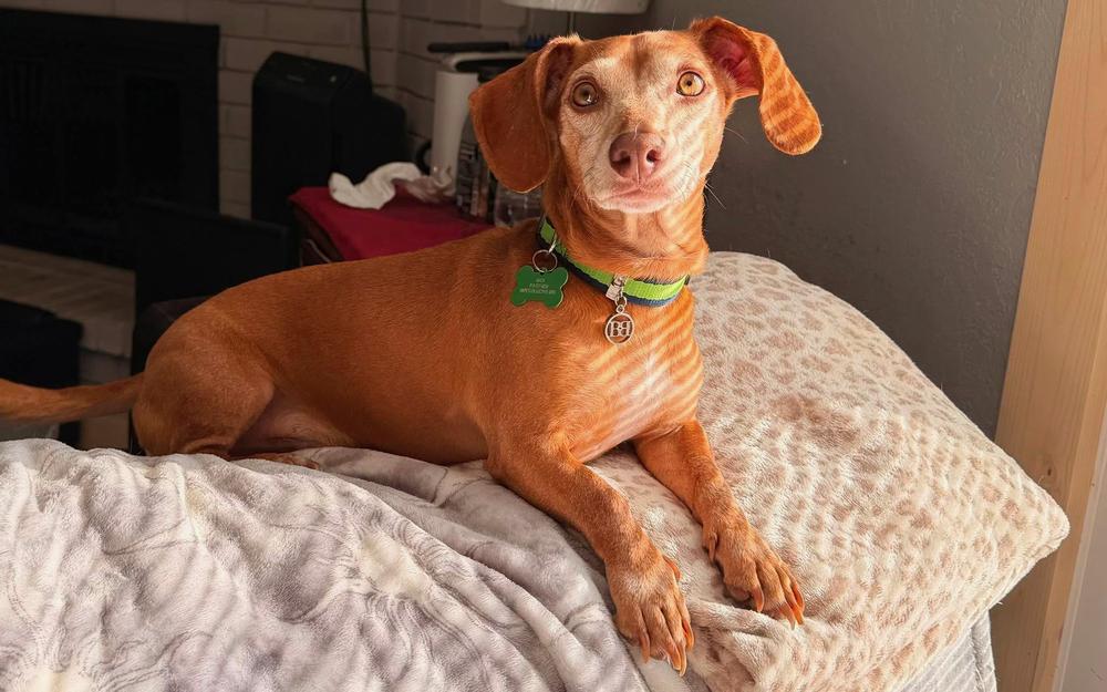 Enlarge Reese, a Adoptable Dachshund in TULSA, OK image 1/2