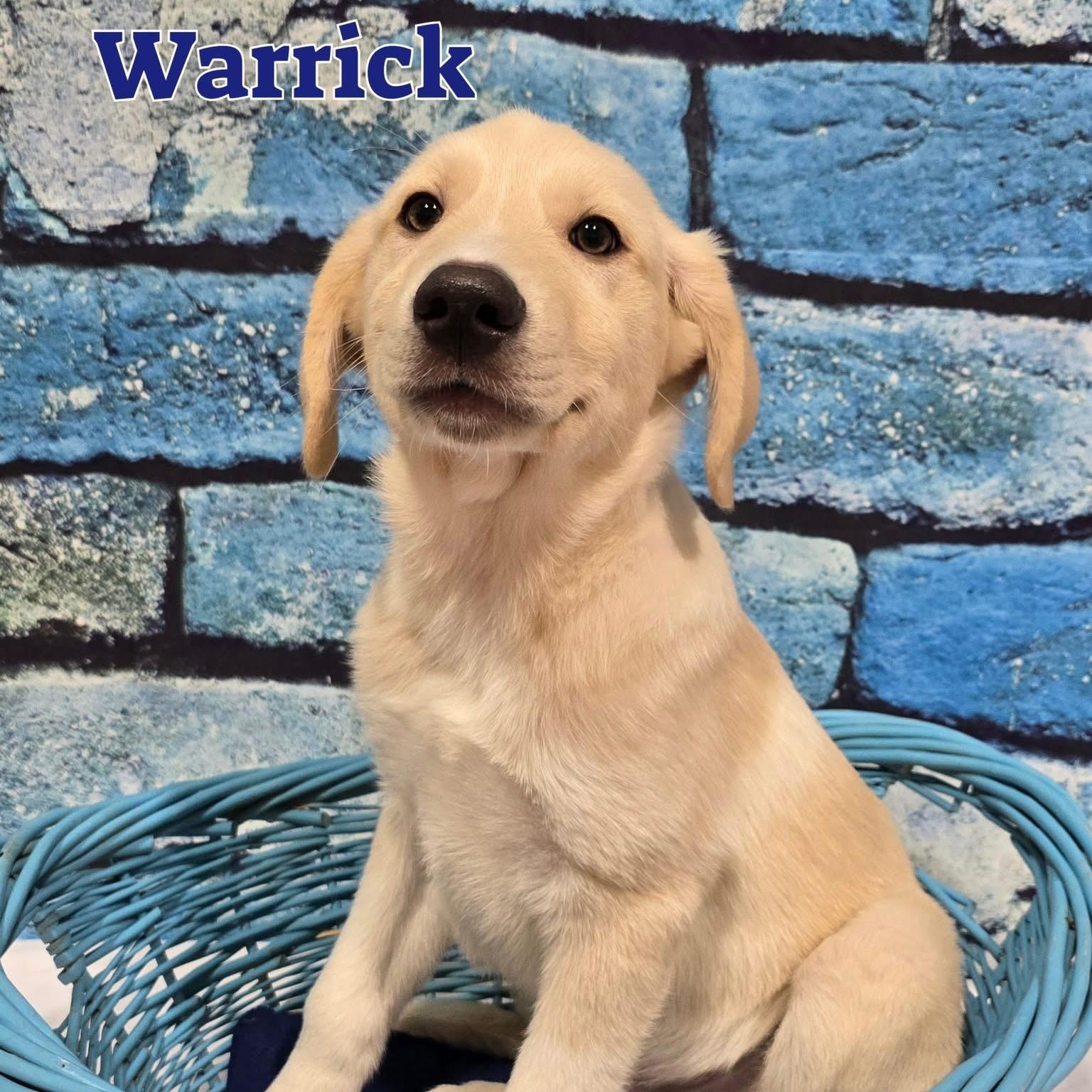 Enlarge Warrick, a ADOPTABLE mixed breed in Joliet, IL image 1/1