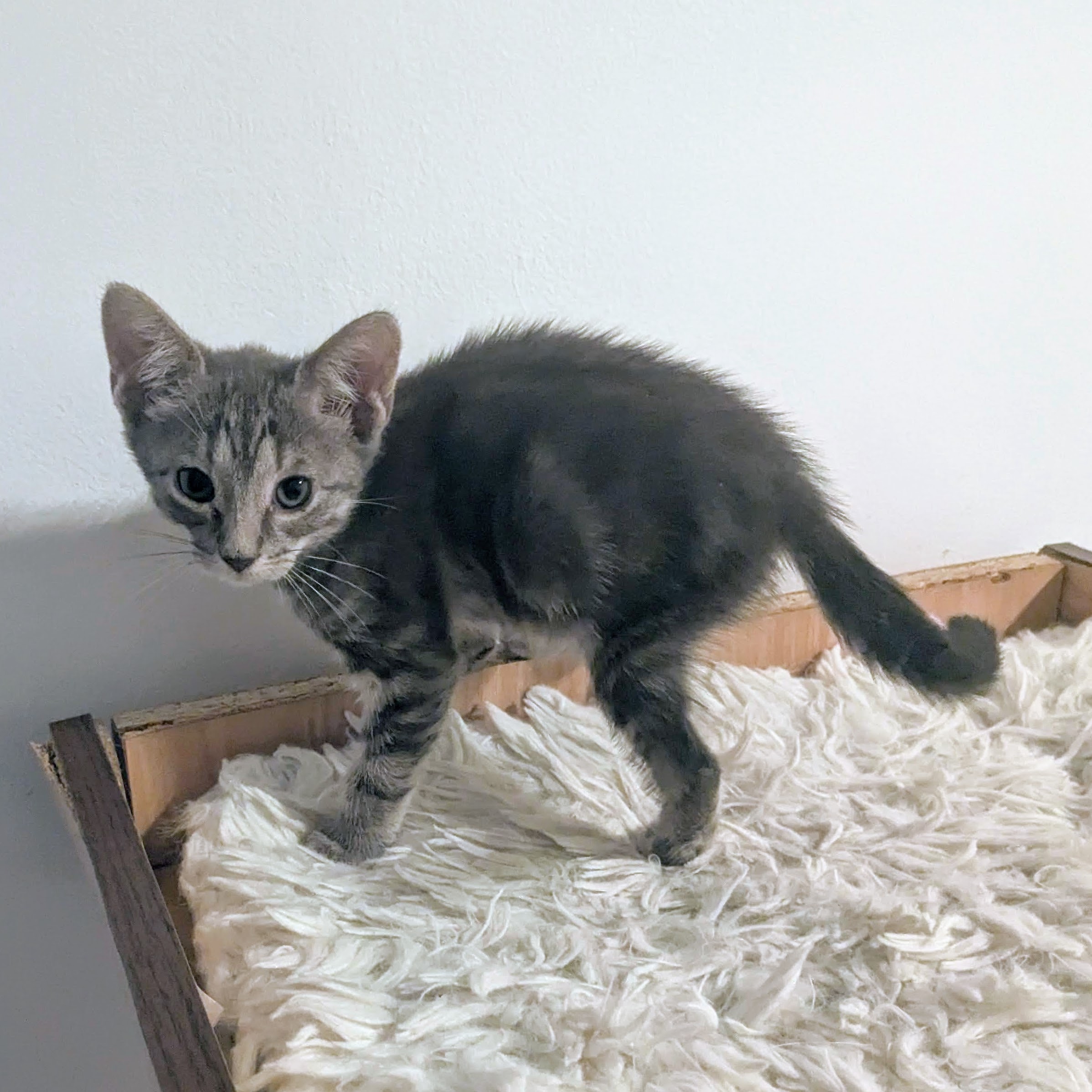 Cat for adoption Obi, an American Shorthair in Brooklyn, NY Petfinder