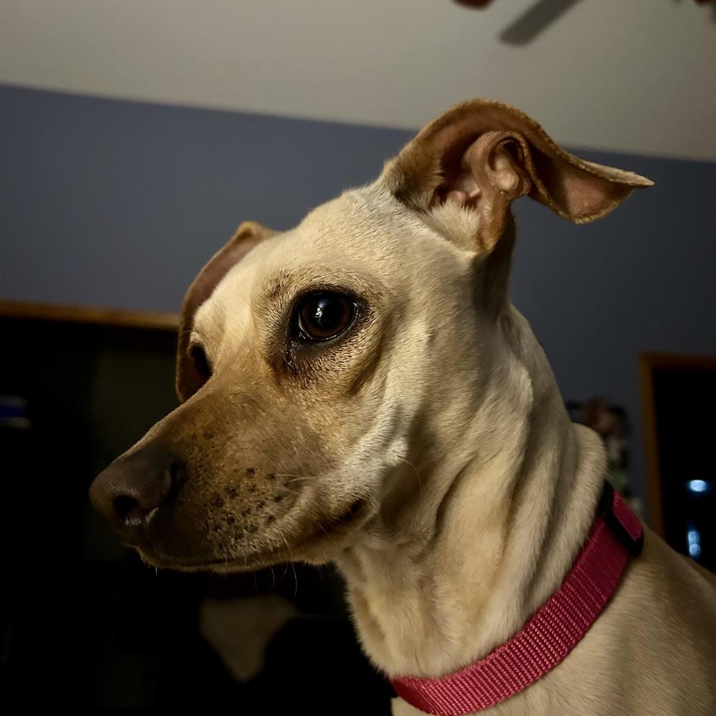 Enlarge Sammy, a Adoptable mixed breed in Peculiar, MO image 1/6