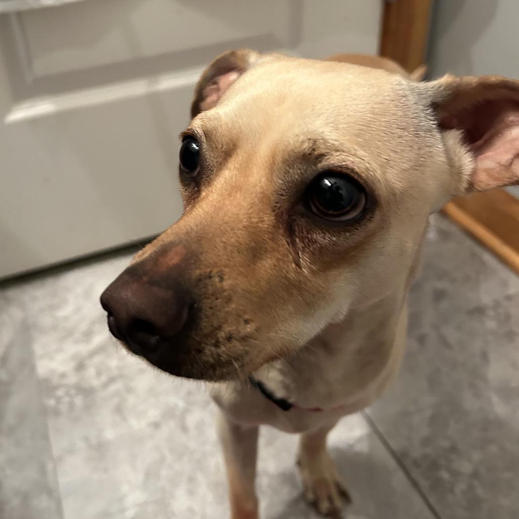 Enlarge Sammy, a Adoptable mixed breed in Peculiar, MO image 2/6