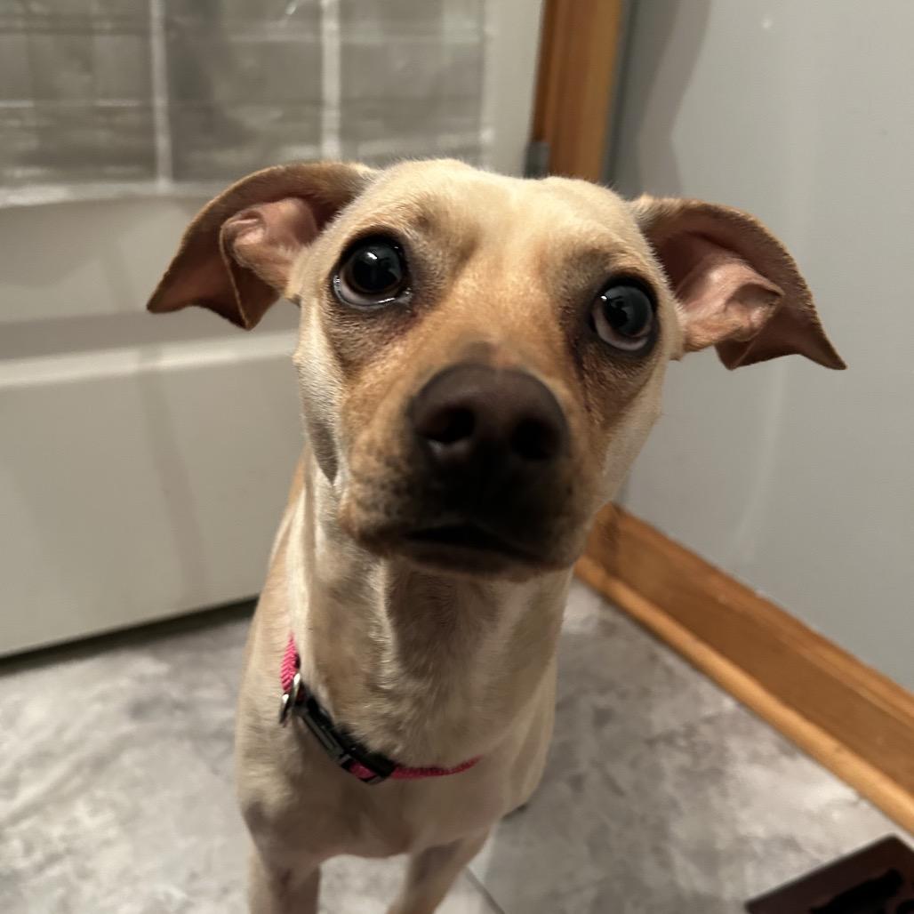 Enlarge Sammy, a Adoptable mixed breed in Peculiar, MO image 3/6