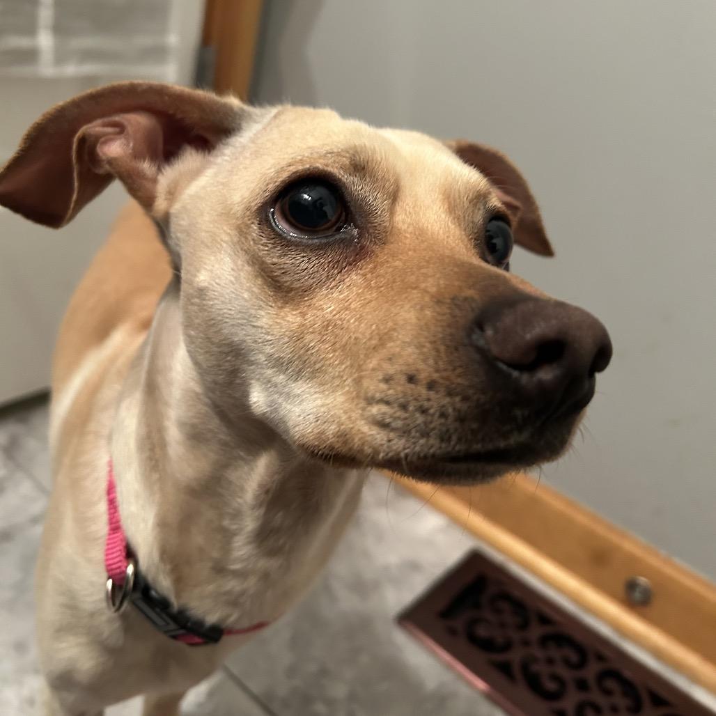 Enlarge Sammy, a Adoptable mixed breed in Peculiar, MO image 4/6