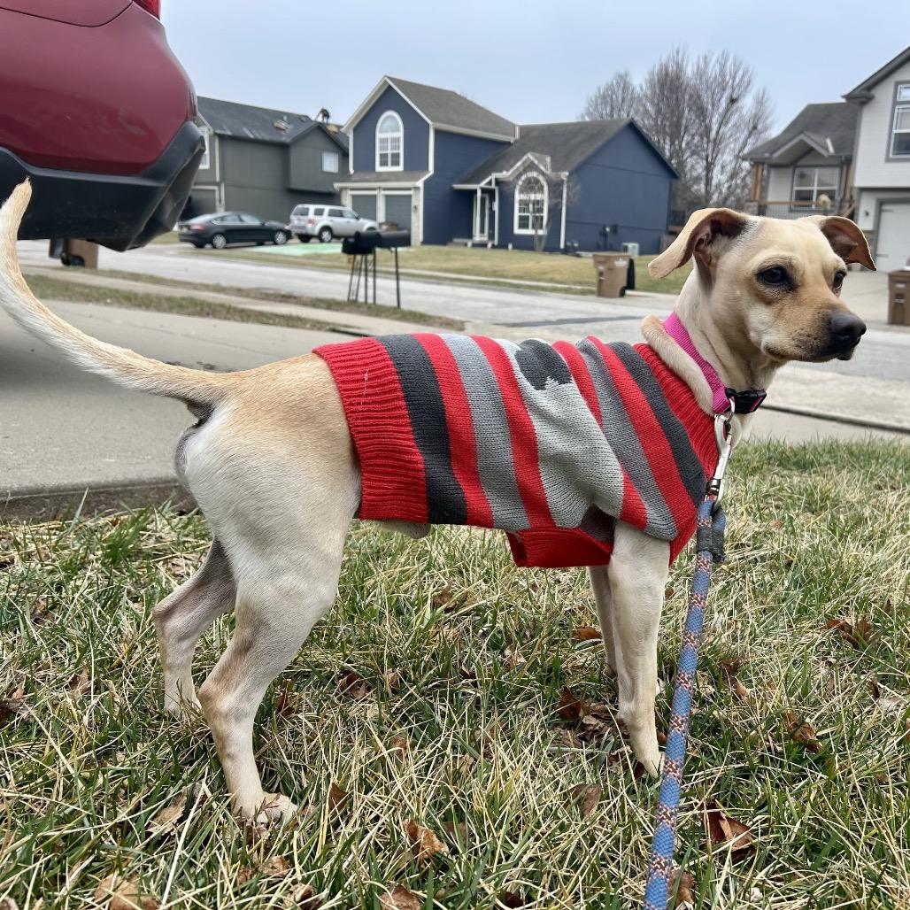 Enlarge Sammy, a Adoptable mixed breed in Peculiar, MO image 5/6
