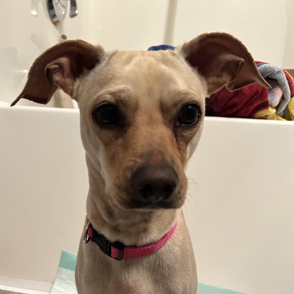 Enlarge Sammy, a Adoptable mixed breed in Peculiar, MO image 6/6