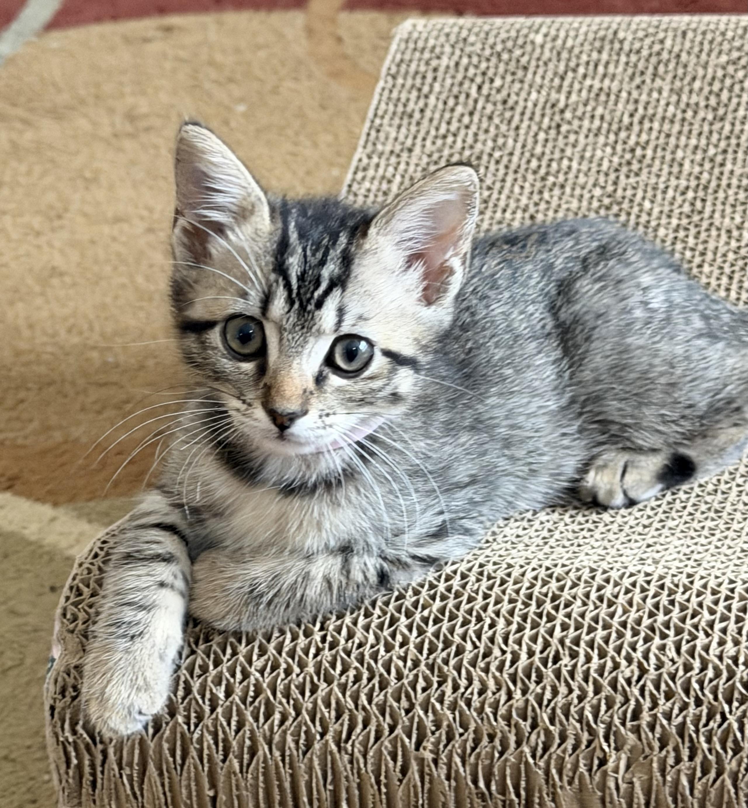 Mercedes, adopted, Kitten Female Domestic Short Hair.