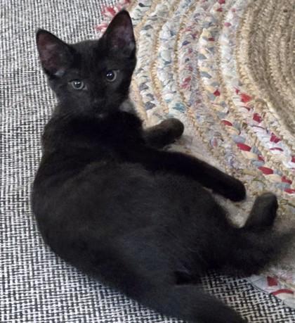 Enlarge Pepper, a Adoptable mixed breed in New Hope, PA image 1/3