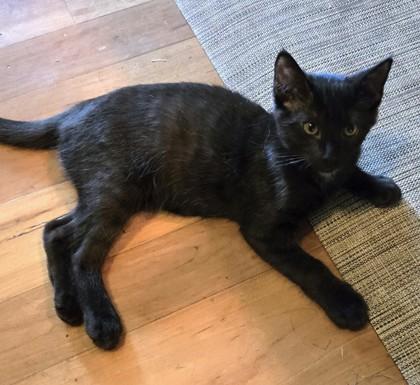 Enlarge Pepper, a Adoptable mixed breed in New Hope, PA image 2/3