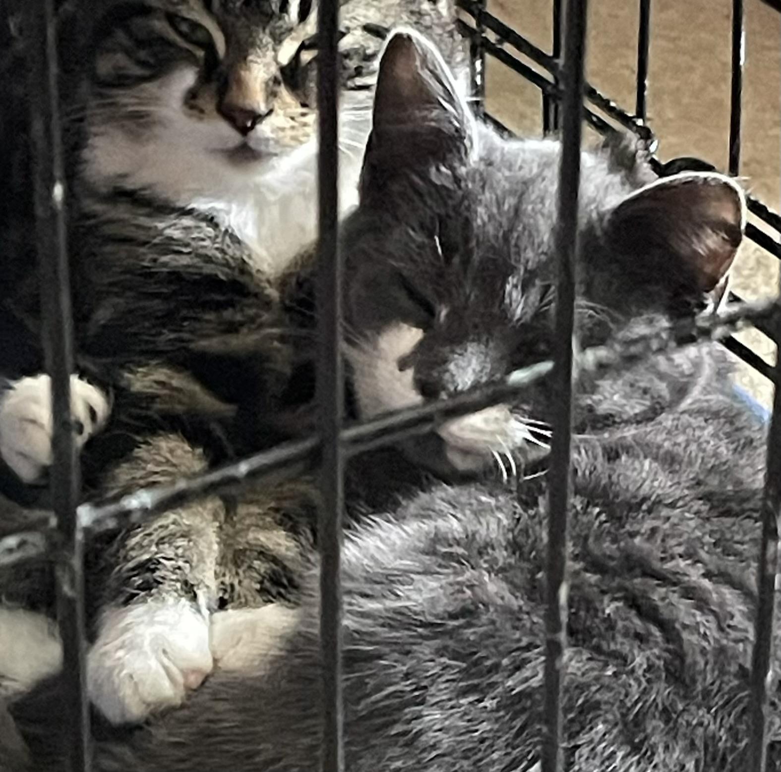 Enlarge Trista, an adopted Domestic Short Hair in Beckley, WV image 2/2