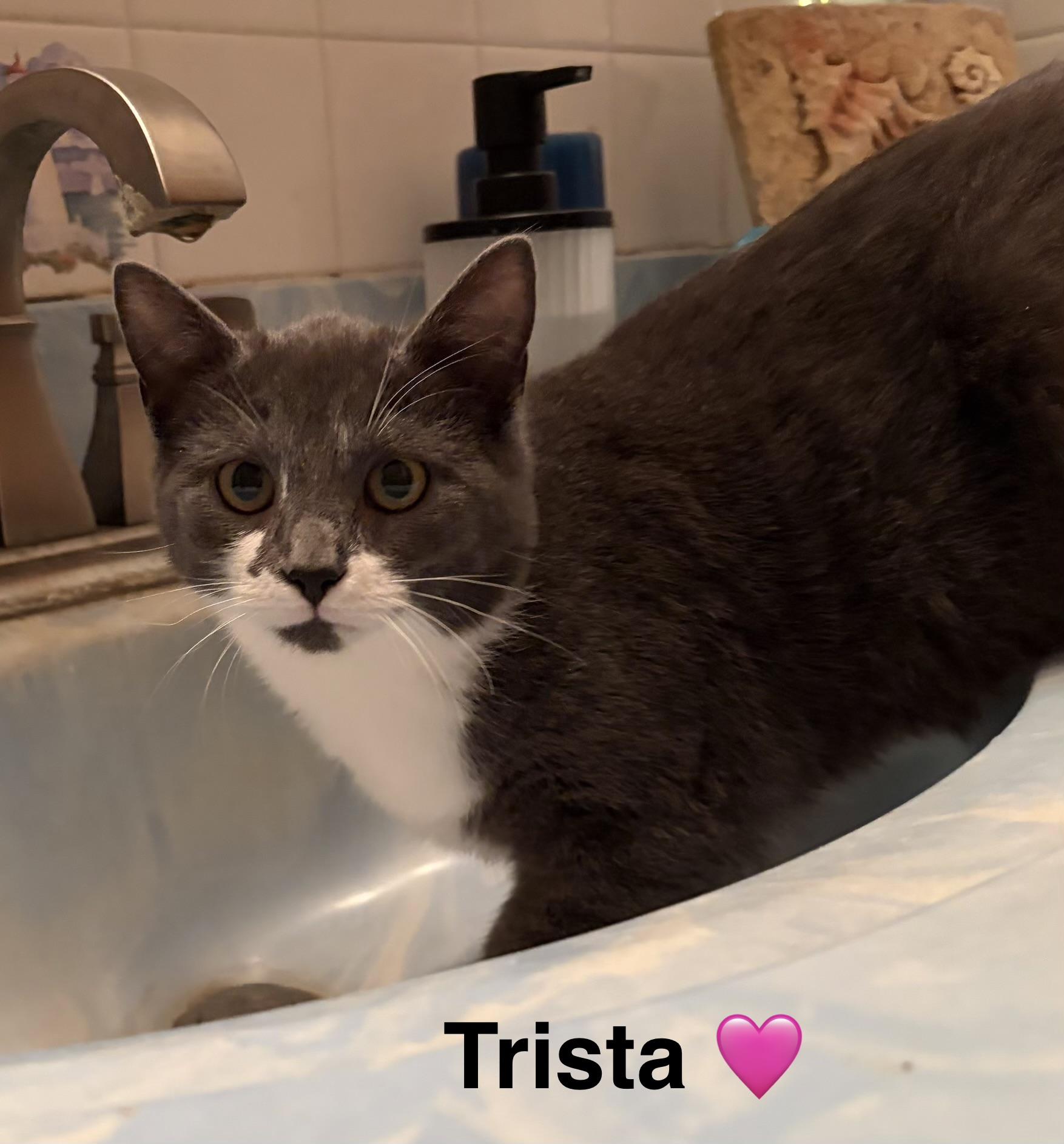 Enlarge Trista, an adopted Domestic Short Hair in Beckley, WV image 1/2