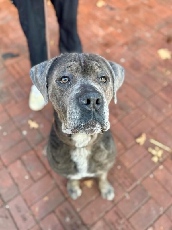 Kojak, Adoptable, Adult Male Cane Corso.